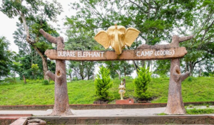 Dubare Elephant Camp