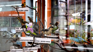 Shembaganur Museum of Natural History