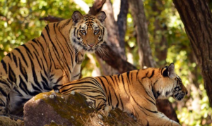 Nagarjunasagar-Srisailam Tiger Reserve (NSTR)