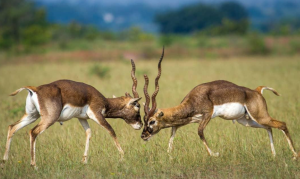 Rollapadu Wildlife Sanctuary