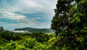 Andaman and Nicobar Forests