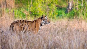 Bandhavgarh National Park