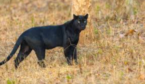 Dandeli Wildlife Sanctuary