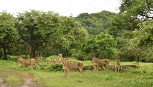 Gir Forest
