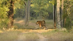 Jim Corbett National Park
