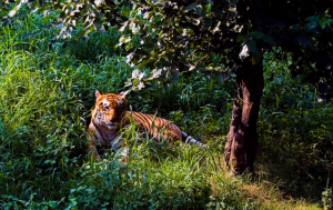 Jim Corbett National Park
