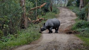Kaziranga National Park