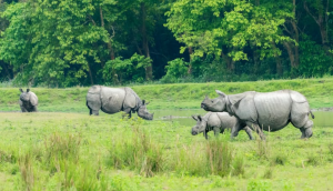 Kaziranga National Park