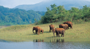 Periyar Wildlife Sanctuary