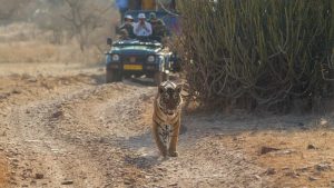 Ranthambore National Park