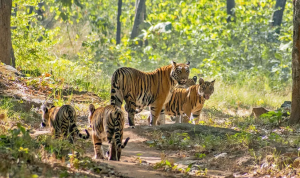 Satpura National Park