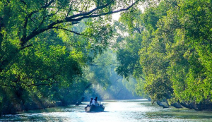 Sundarbans Forest