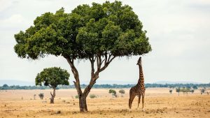 What Are the Best National Parks to Visit in India