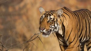 What is Project Tiger, and How Does It Help National Parks