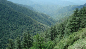 Why Are India’s Forests Critical for Global Biodiversity