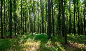 Why is Forest Conservation Key for India's Future