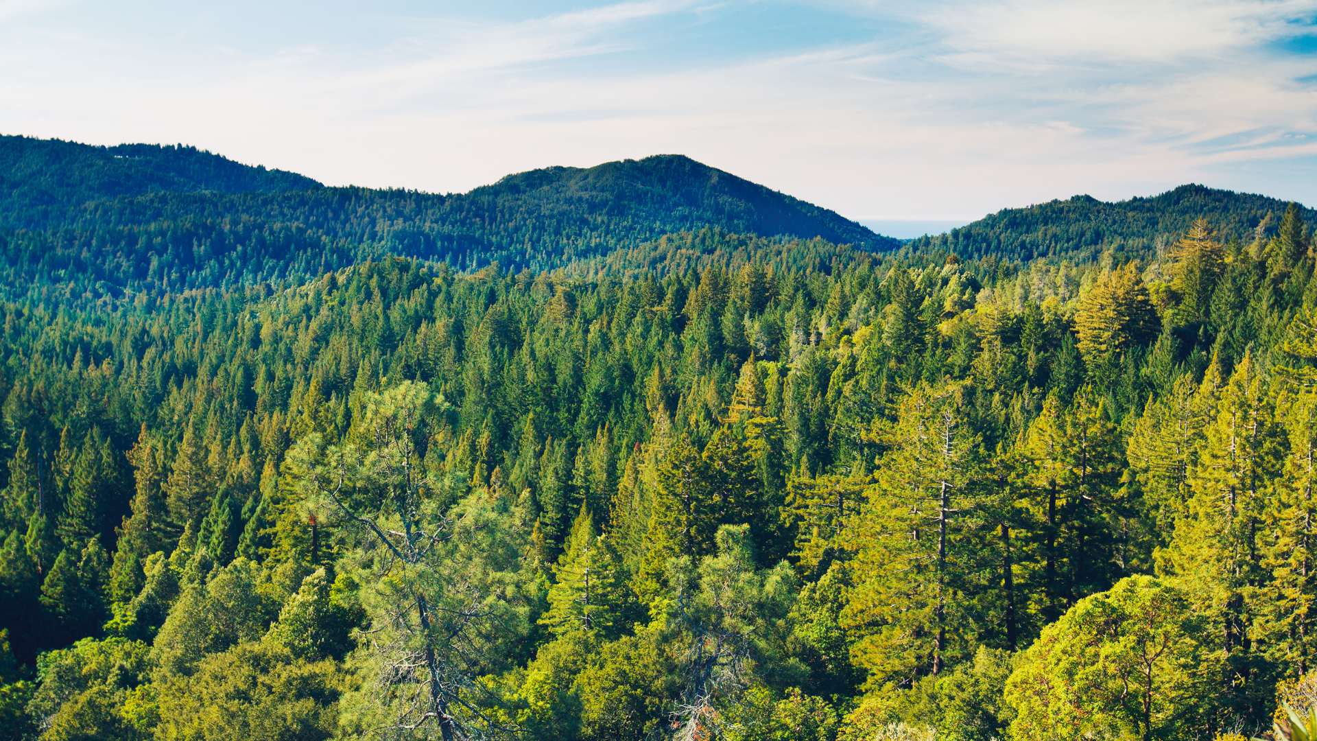 biggest forest in india