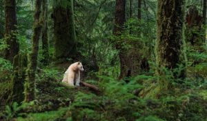 Great Bear Rainforest