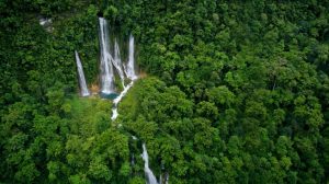 New Guinea Rainforest