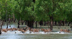 Sundarbans Mangrove Forest