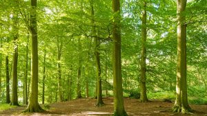 What Are the Economic Benefits of Forests