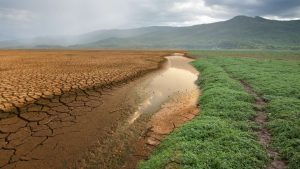 What Role Do Forests Play in Mitigating Climate Change