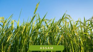 Assam