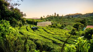How Does Climate Affect Tea Cultivation in India