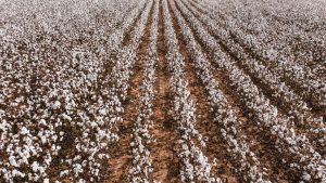 How Does Cotton Farming Impact the Environment