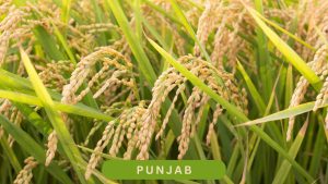 Punjab