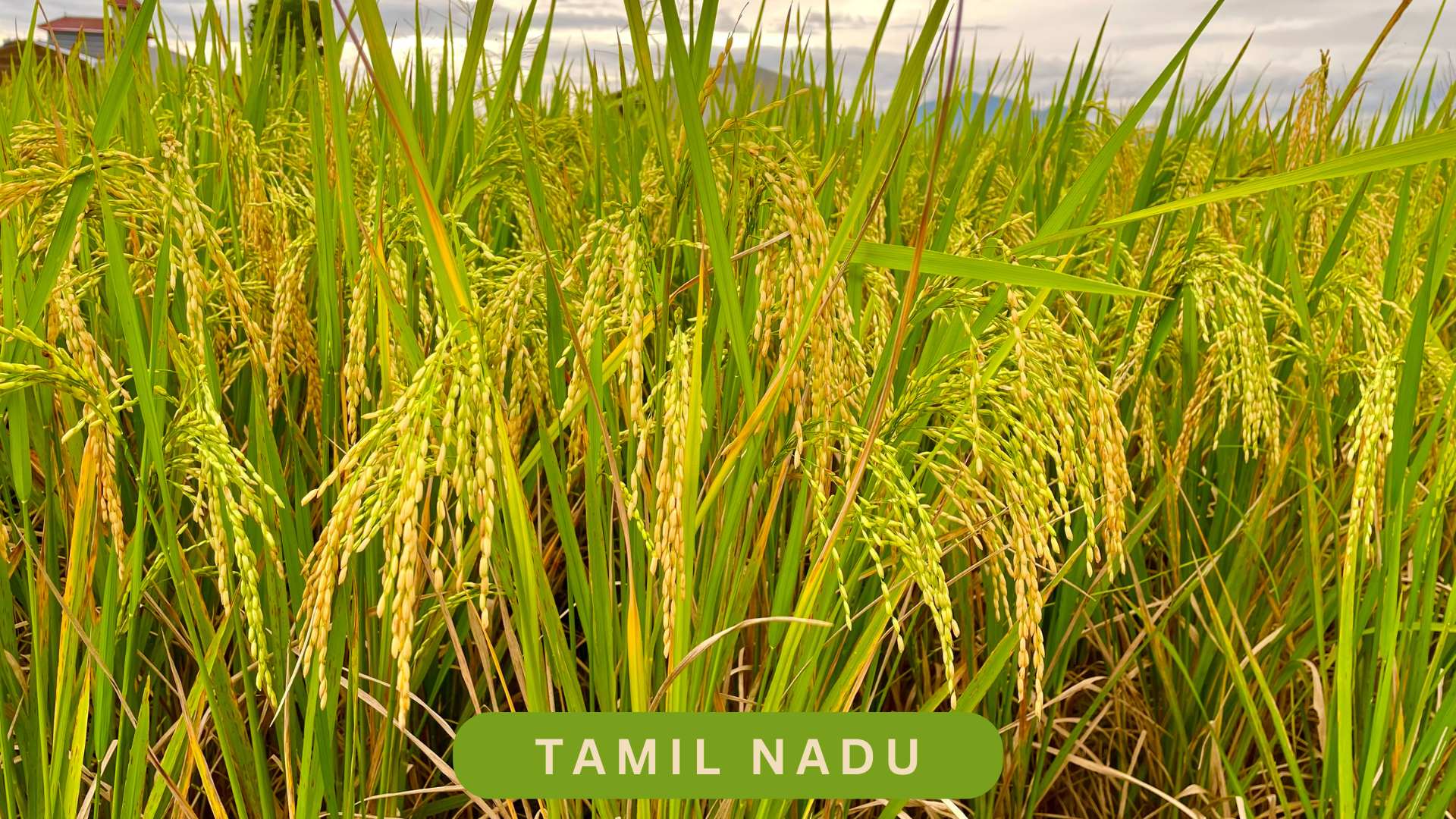 Top 10 Largest Rice Producing State in India | Region-Wise Rankings ...