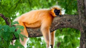 When is the Best Time to Visit Raimona National Park