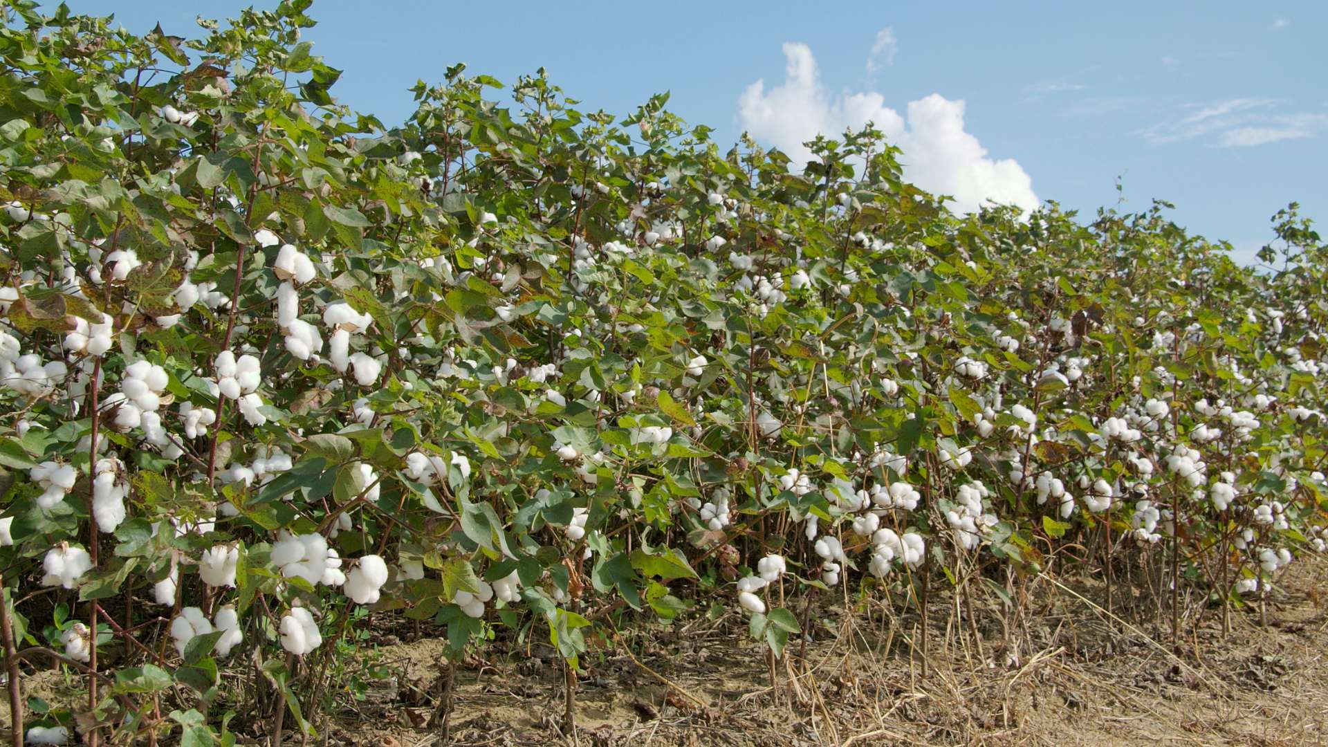 largest producer of cotton