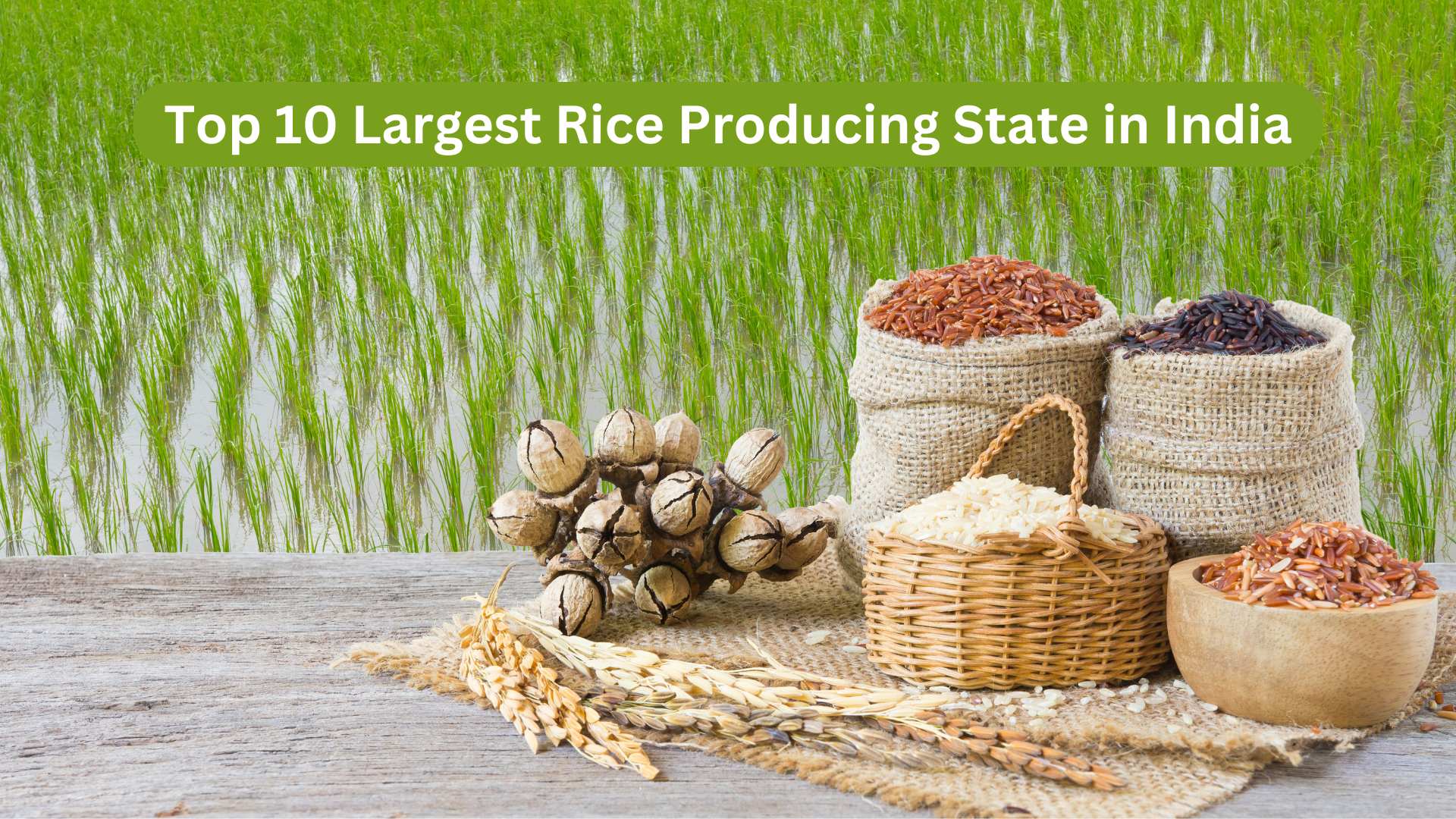 largest rice producing state in india