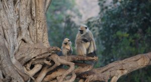 Ranthambore National Park