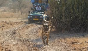 Tiger Safari at Ranthambhore National Park