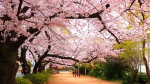 Are Cherry Blossoms in India Different from Japan's Sakura