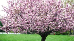 Why is Cherry Blossom in India a Must-See Experience